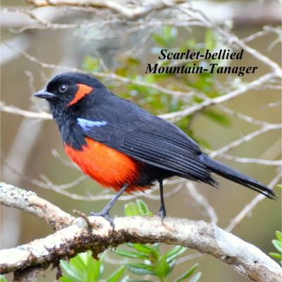 Scarlet-bellied Mountain-Tanager